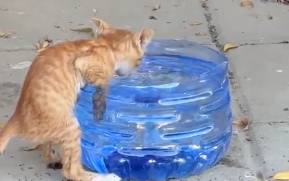 dorst zwerfdieren