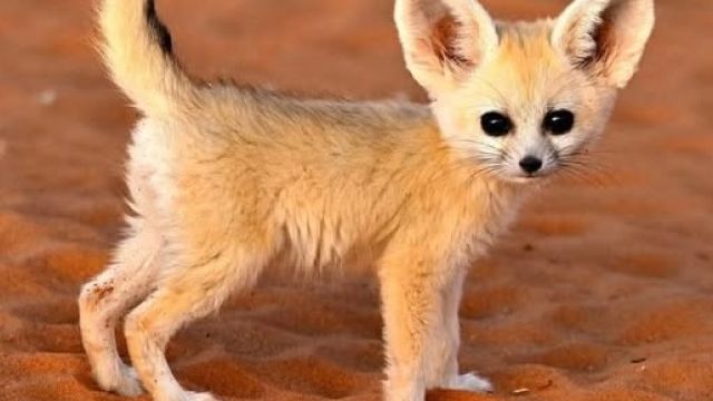 Zeldzame kat gefilmd in woestijn Marokko